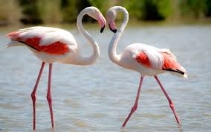 Интересные факты о фламинго. А вы знали, что у фламинго в паре ...